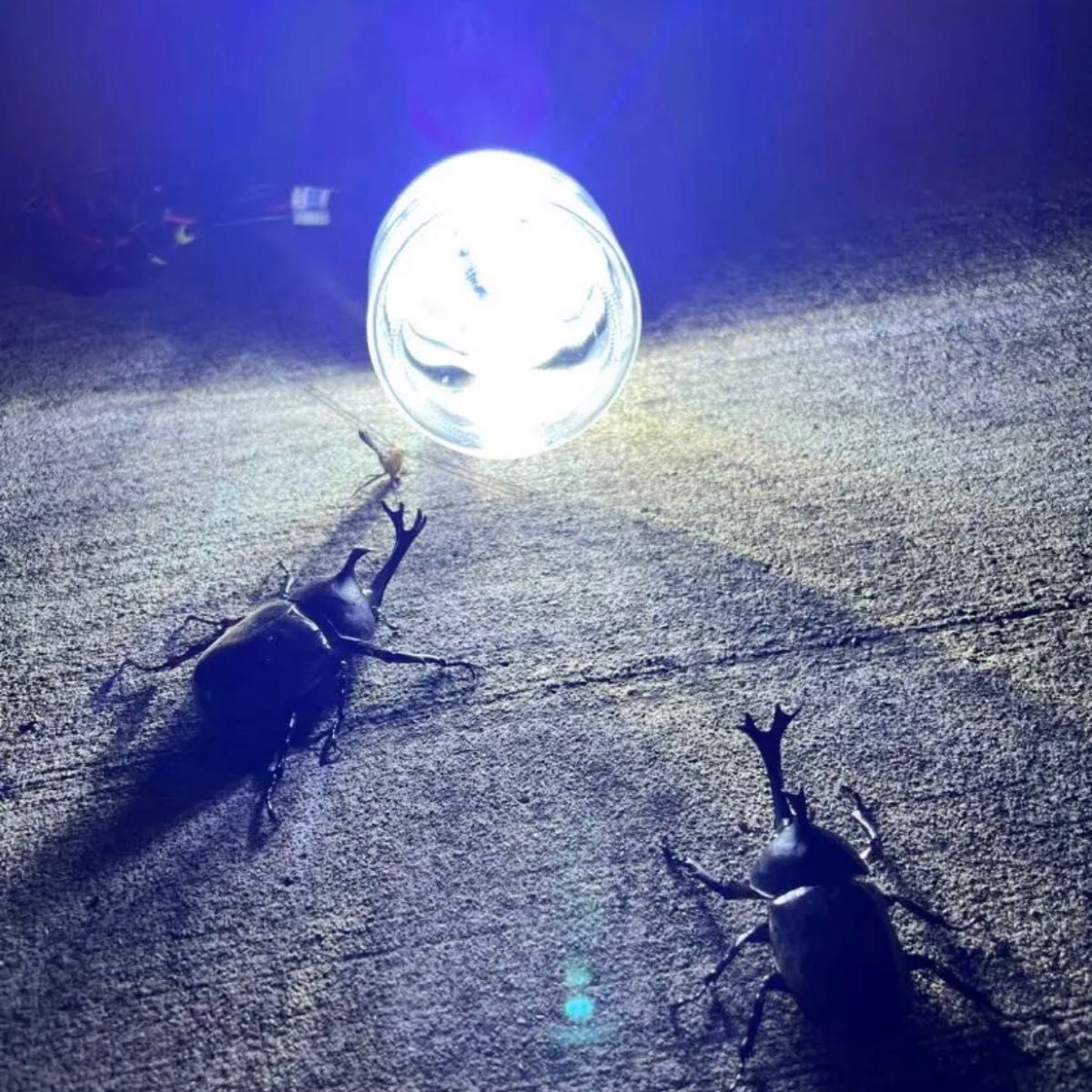 灯火採集 置き型 ライトトラップ HID55w 紫外線放出加工済 灯火採集 置き型 ライトトラップ HID55w 紫外線放出加工済
