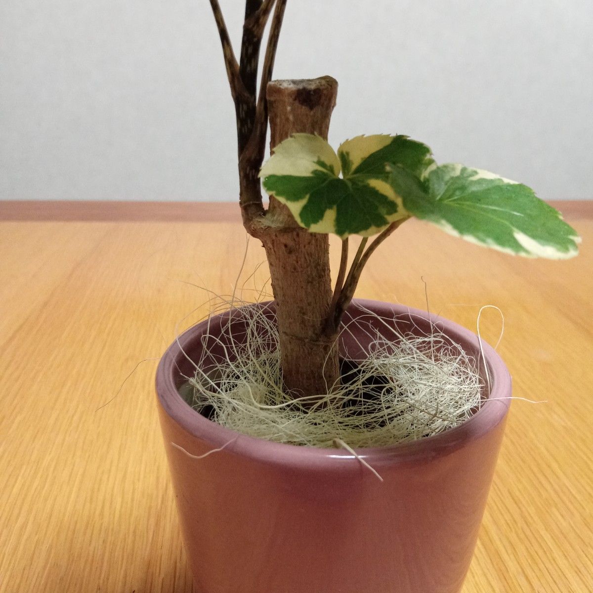 限定1点】大人気 観葉植物 ポリシャス バルフォリアーナ 限定1点】大人気 観葉植物 ポリシャス バルフォリアーナ