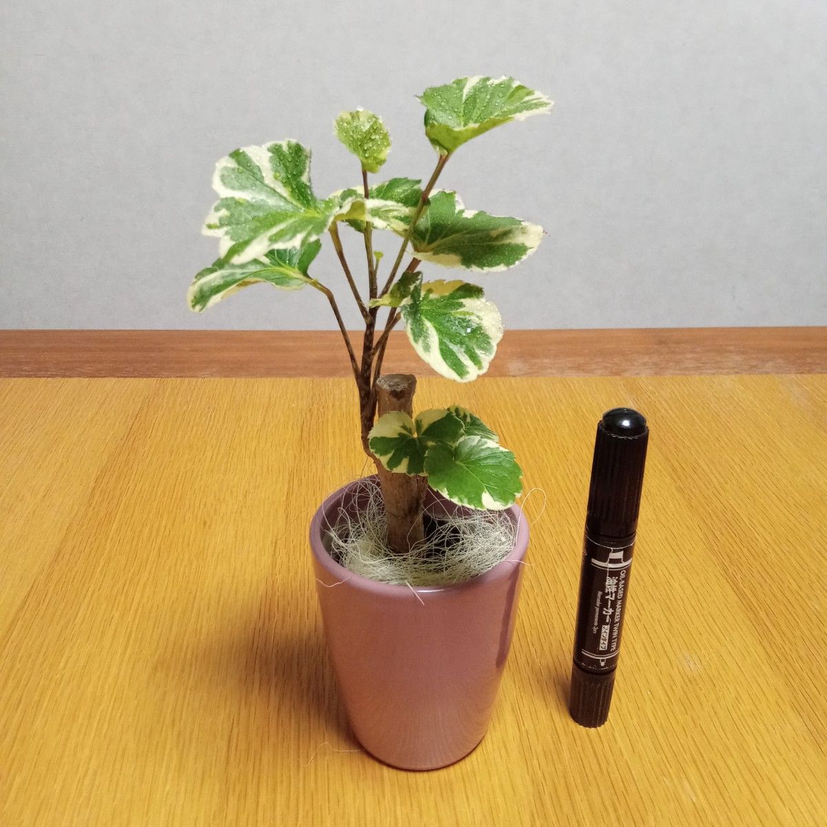 限定1点】大人気 観葉植物 ポリシャス バルフォリアーナ 限定1点】大人気 観葉植物 ポリシャス バルフォリアーナ
