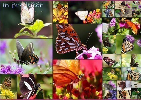  professional specification # super high resolution Photo art material compilation / flower / nature / forest. animal +2000 sheets **[ free shipping ]**