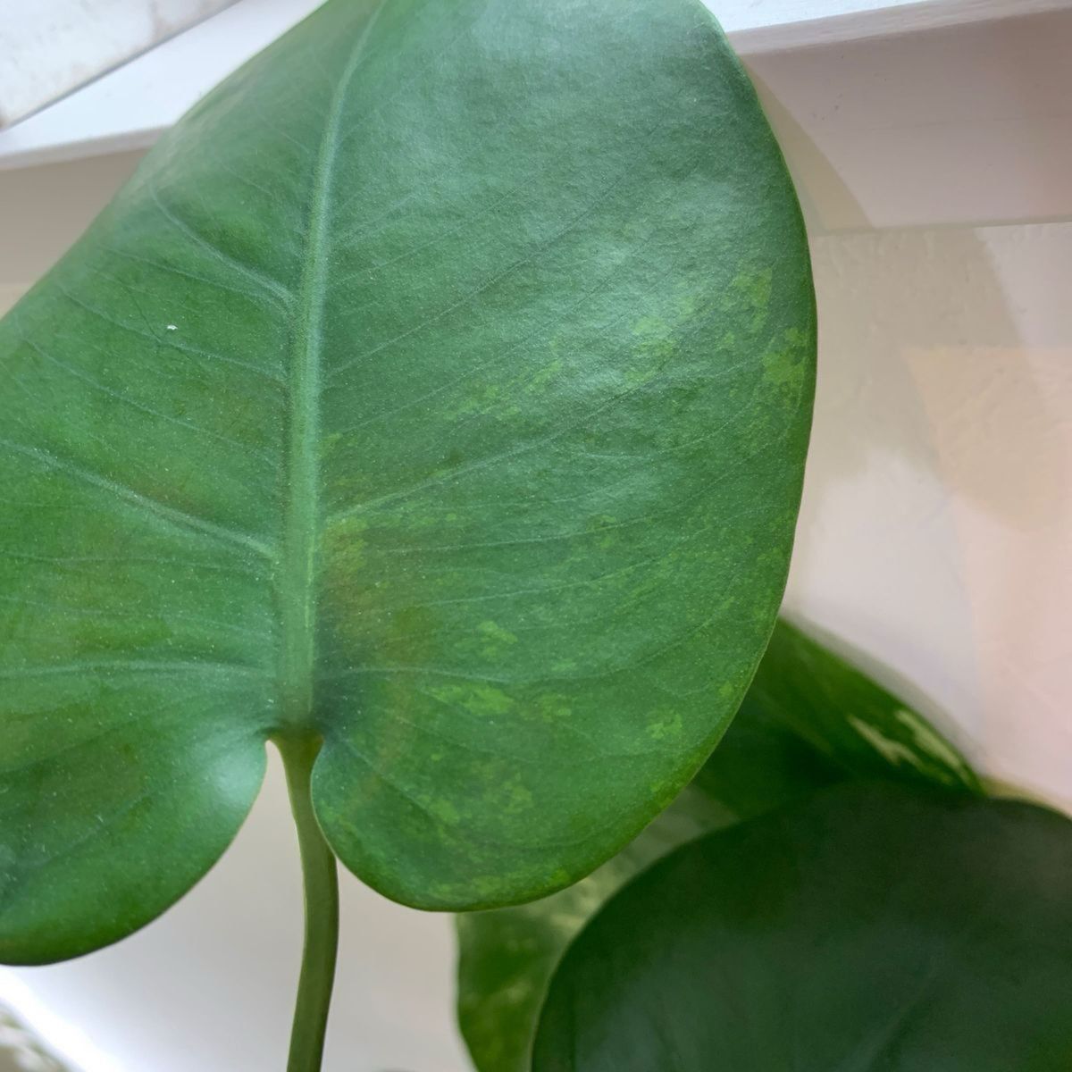 デリシオーサ モンステラ 緑斑入り Monstera Deliciosa デリシオーサ モンステラ 緑斑入り Monstera Deliciosa