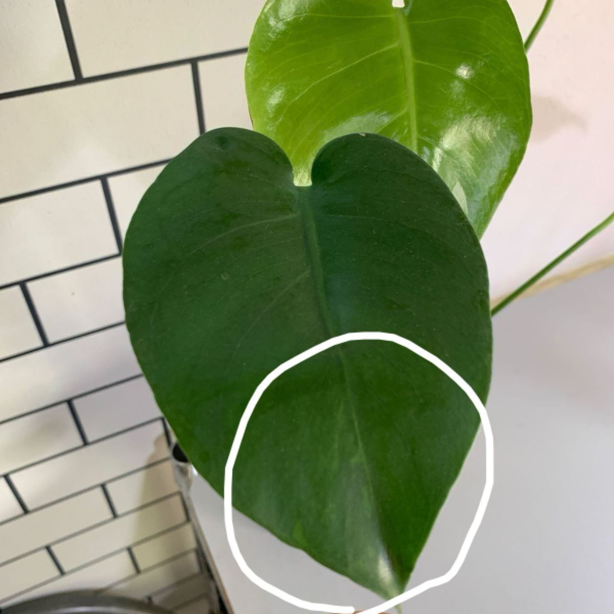 デリシオーサ モンステラ 緑斑入り Monstera Deliciosa デリシオーサ モンステラ 緑斑入り Monstera Deliciosa
