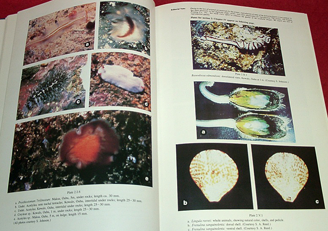 ☆ハワイのサンゴ礁と海岸の動物相 [Reef and Shore Fauna of ☆ハワイのサンゴ礁と海岸の動物相 [Reef and Shore Fauna of