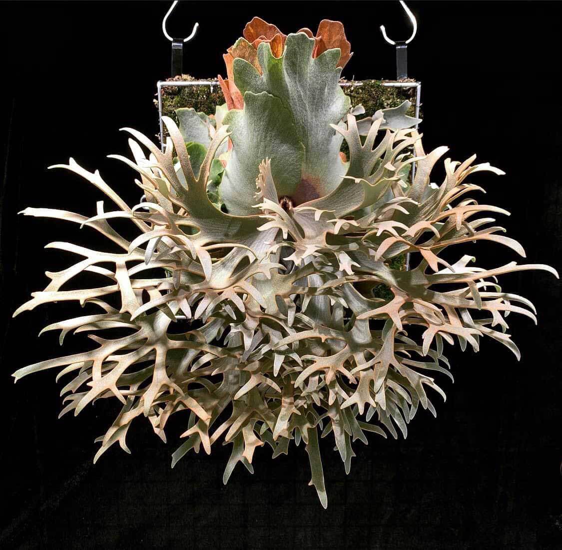ビカクシダ P. Willinckii Dwarf 