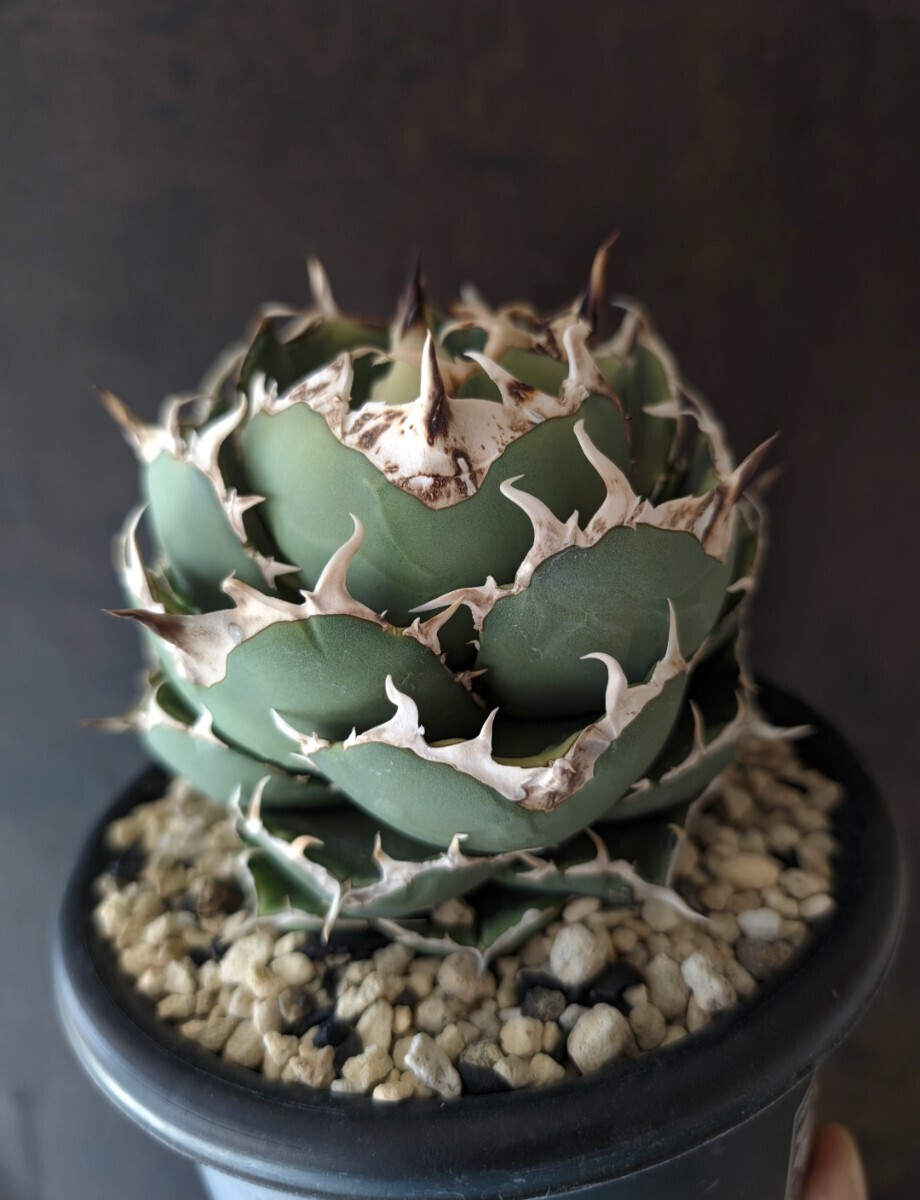 Yahoo!オークション - 【AGAVE TITANOTA MAD BALL】アングリー Yahoo!オークション - 【AGAVE TITANOTA MAD BALL】アングリー