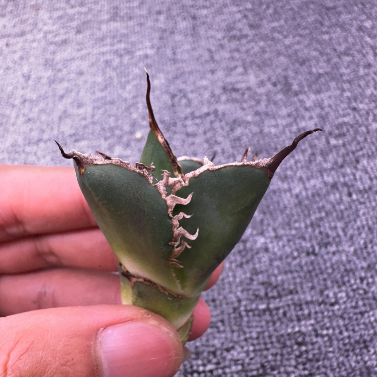 強棘 アガベ チタノタ GODZILLA ゴジラ 子株 agave titanota 花 強棘 アガベ チタノタ GODZILLA ゴジラ 子株 agave titanota 花