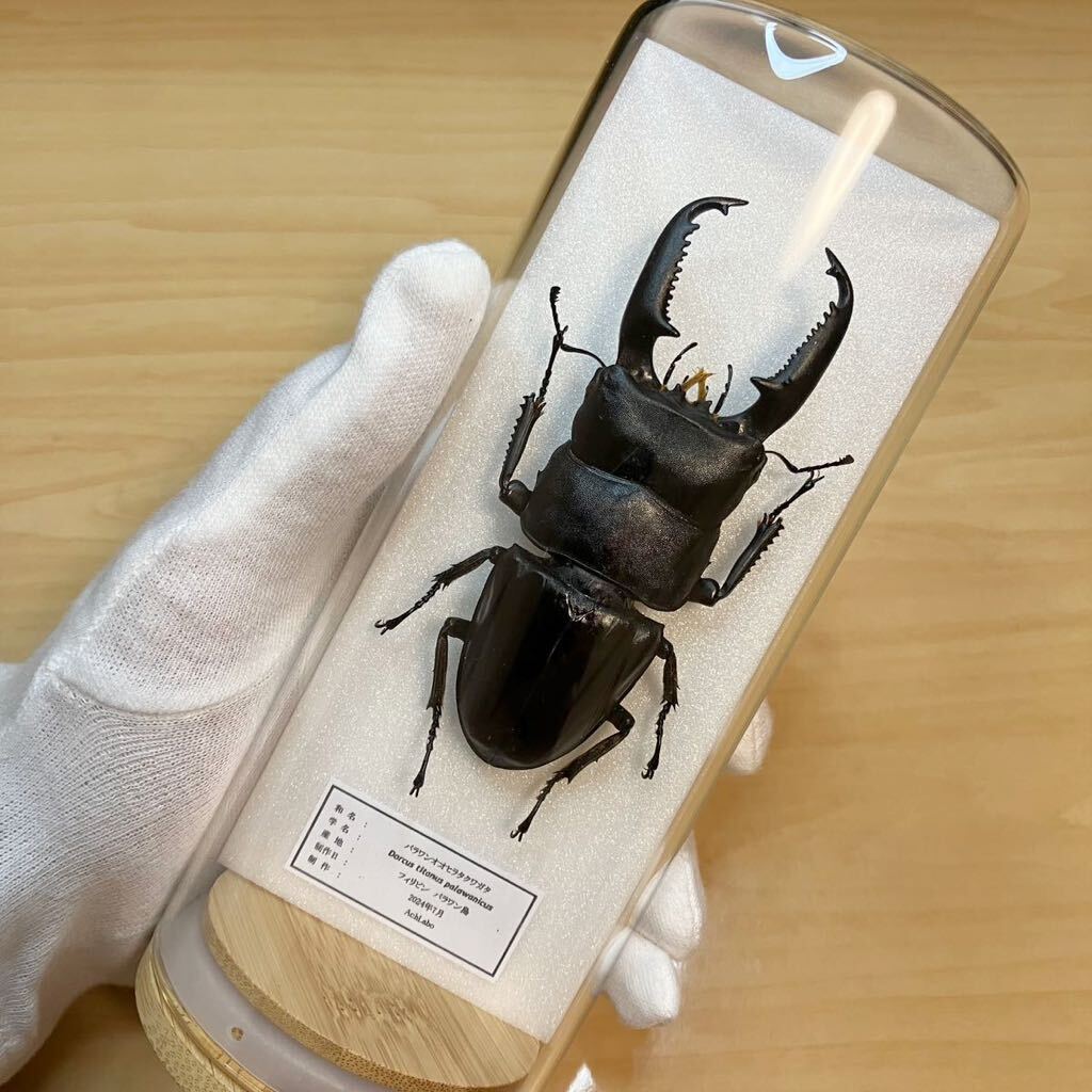 パラワンオオヒラタ ヘラクレス 標本 パラワンオオヒラタ ヘラクレス 標本 【公式通販】