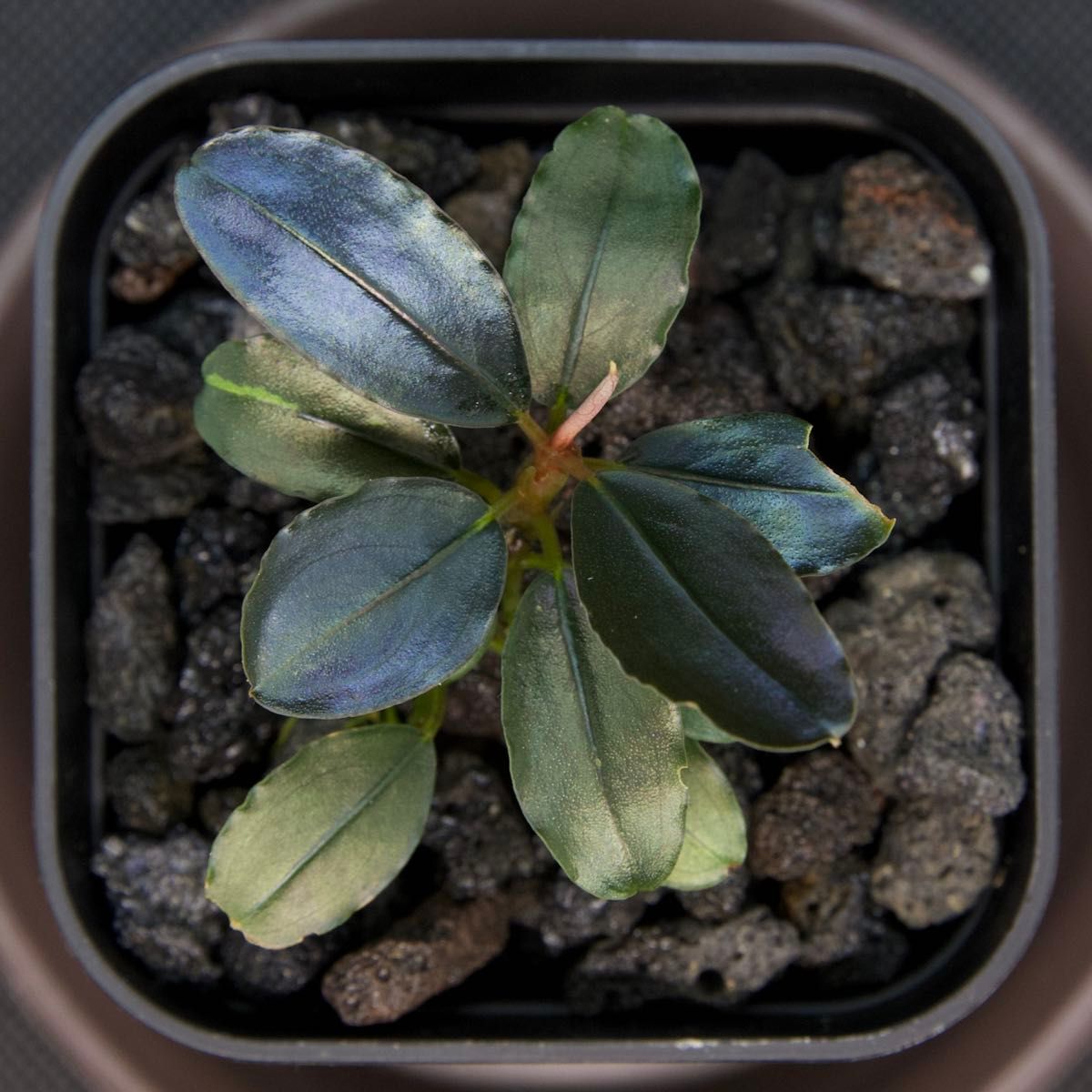 ブセファランドラ/Bucephalandra sp Black Diamond/ブラック ブセファランドラ/Bucephalandra sp Black Diamond/ブラック