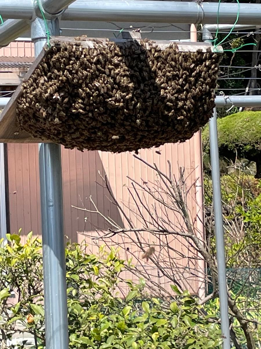 日本蜜蜂を捕獲するのに実績のある集合板です！　約36cm角
