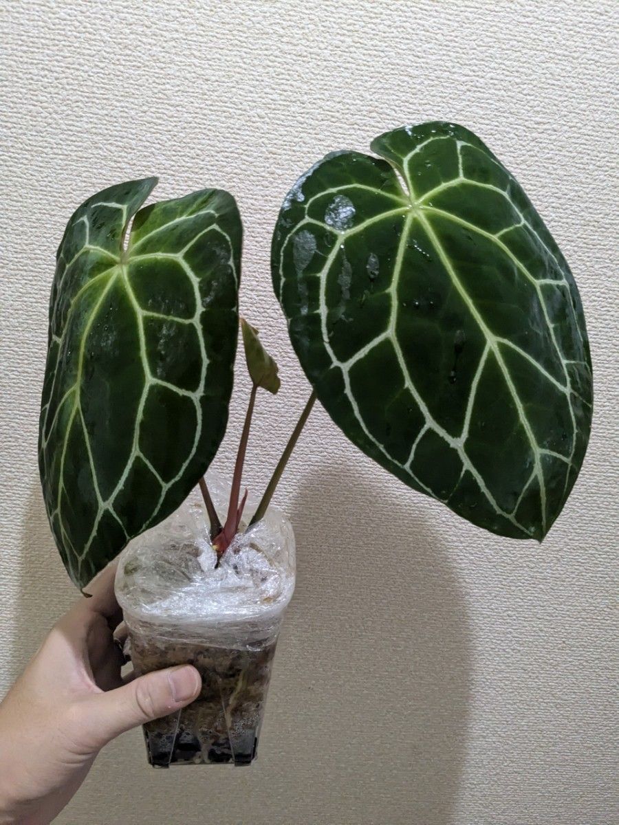 アンスリウム レッドクリスタリナム Anthurium Red Crystallinum アンスリウム レッドクリスタリナム Anthurium Red Crystallinum