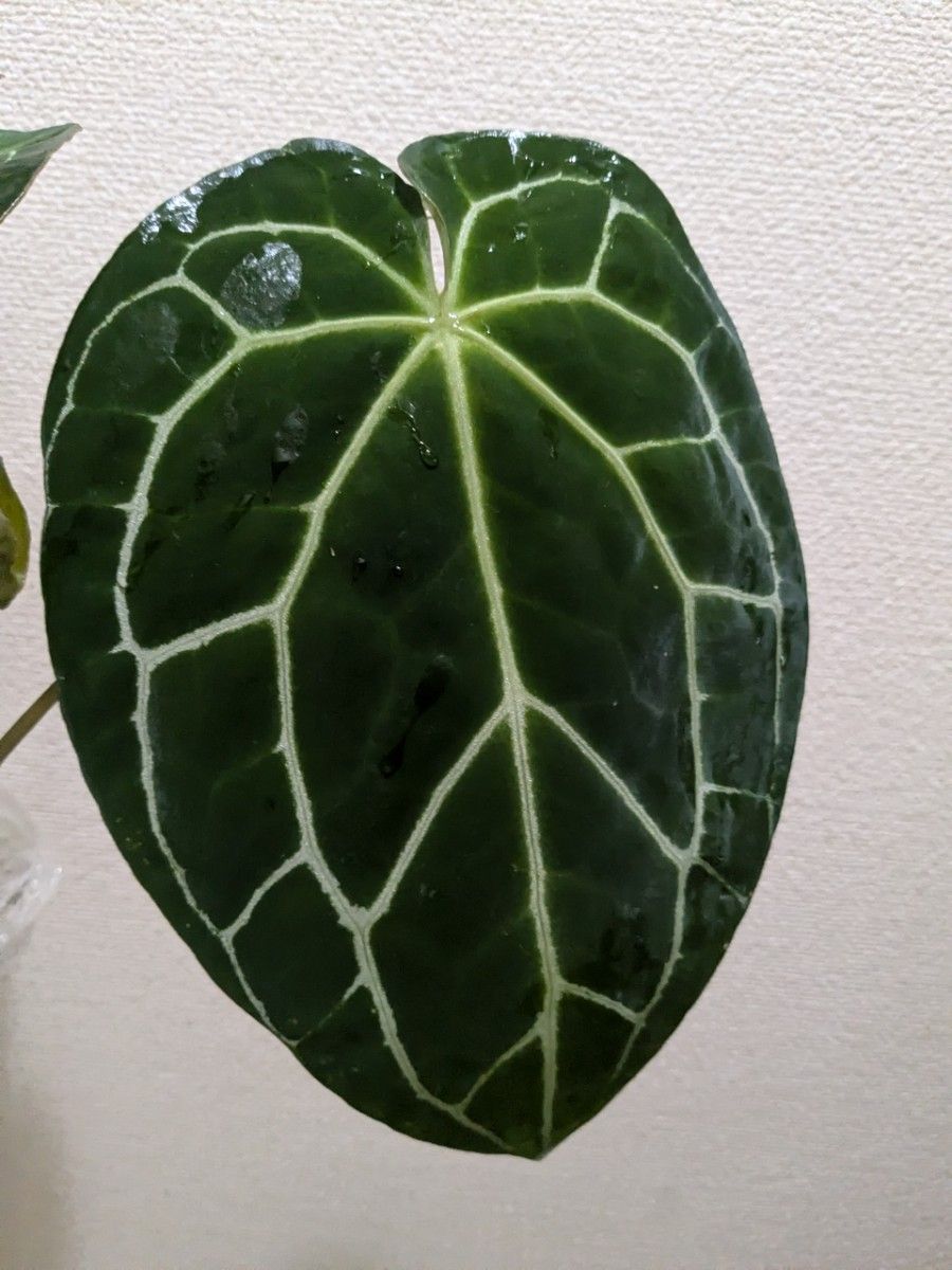 アンスリウム レッドクリスタリナム Anthurium Red Crystallinum アンスリウム レッドクリスタリナム Anthurium Red Crystallinum