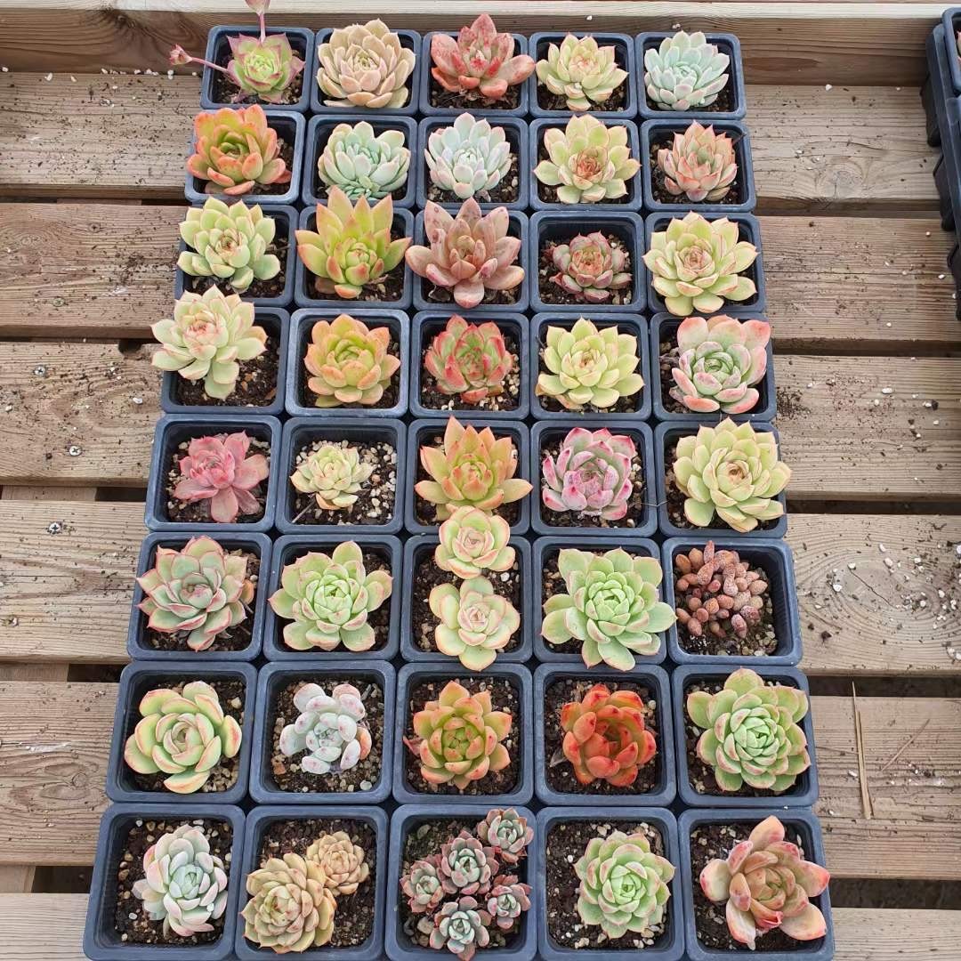 2OA season. incidental 1 seedling succulent plant 5CM-8CM large seedling large stock Korea seedling decorative plant 