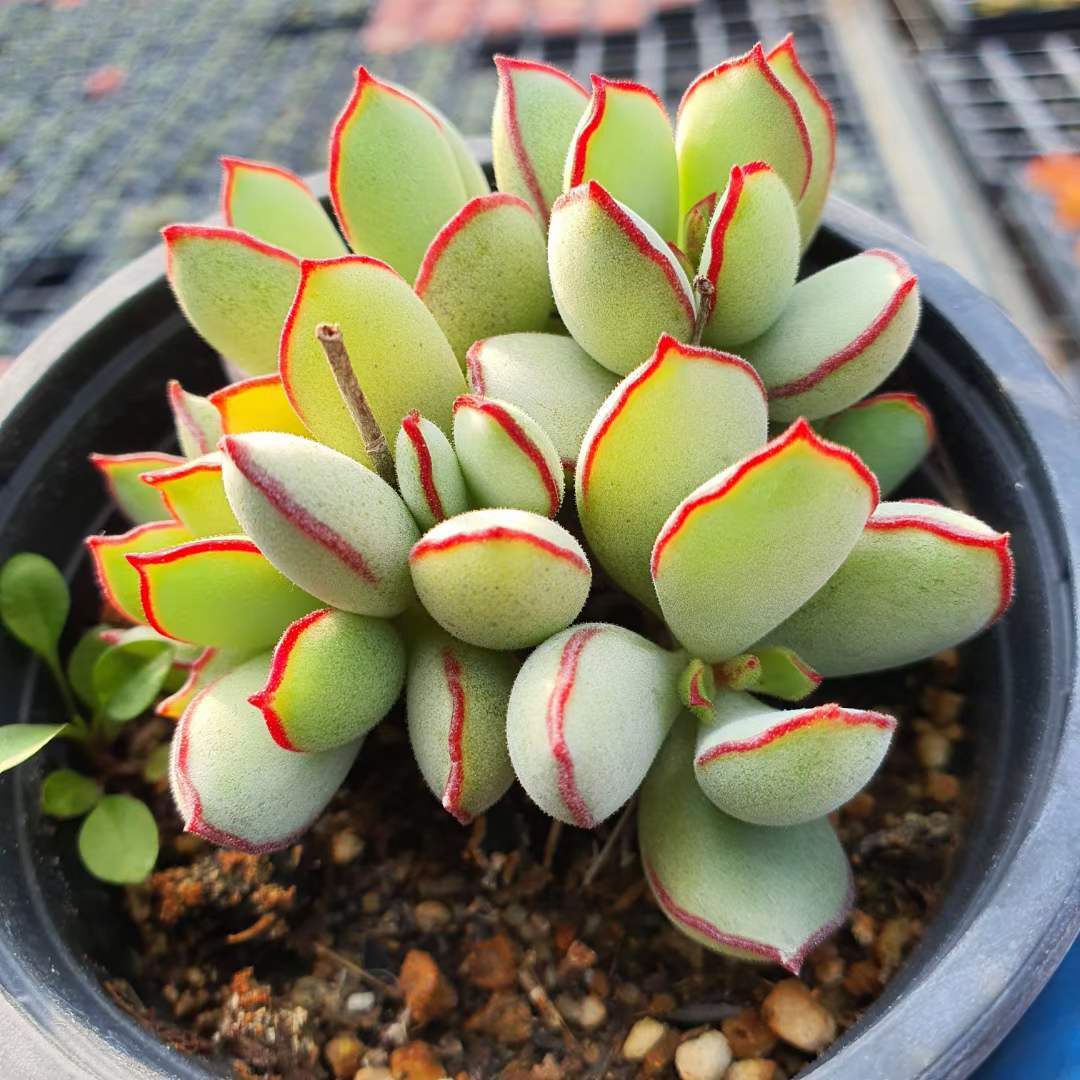 Choco Line 激レア高級多肉植物 超美苗 韓国苗 観葉植物 花 園芸 Choco Line 激レア高級多肉植物 超美苗 韓国苗 観葉植物 花 園芸
