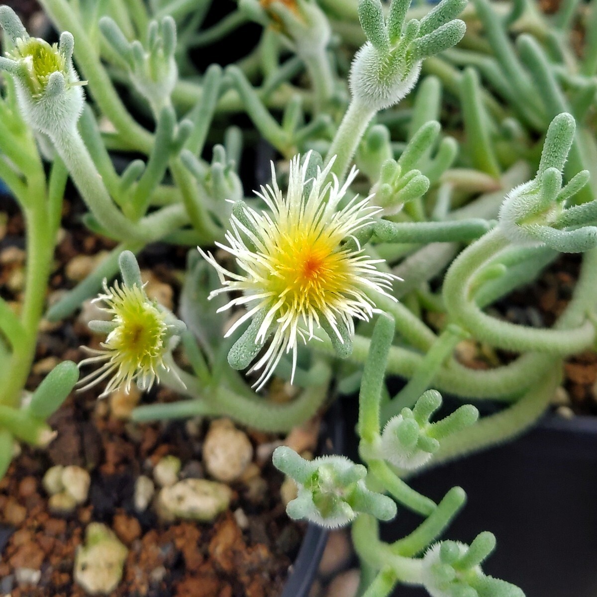 isla del pescado - Phyllobolus tenuiflorus-フィロボルス