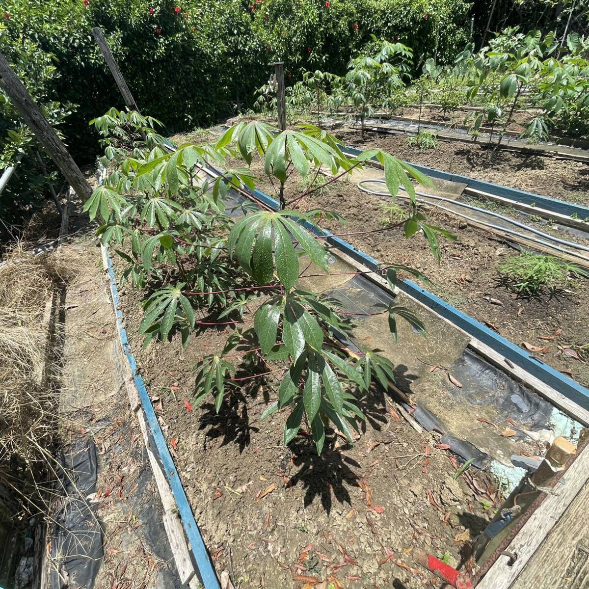キャッサバ挿し木苗 2本 沖縄県産無農薬栽培|Yahoo!フリマ(旧 キャッサバ挿し木苗 2本 沖縄県産無農薬栽培|Yahoo!フリマ(旧