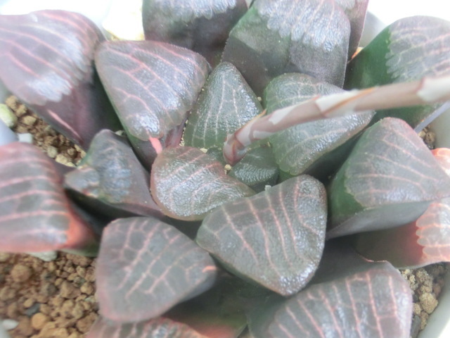 多肉植物 ハオルチア コレクタ錦 ベイエリー錦 実生 極上赤斑