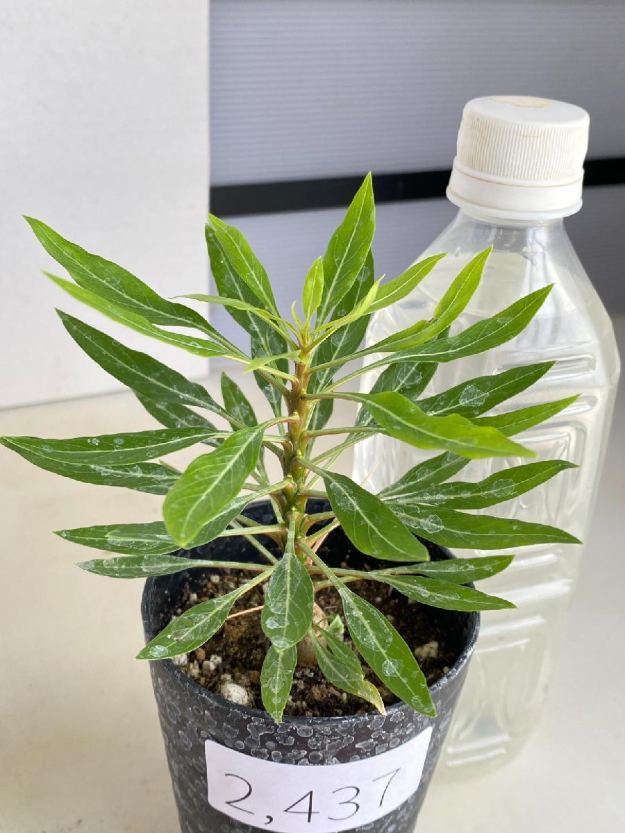 2437 「実生」フォークイエリア プルプシー【塊根植物・多肉植物 2437 「実生」フォークイエリア プルプシー【塊根植物・多肉植物