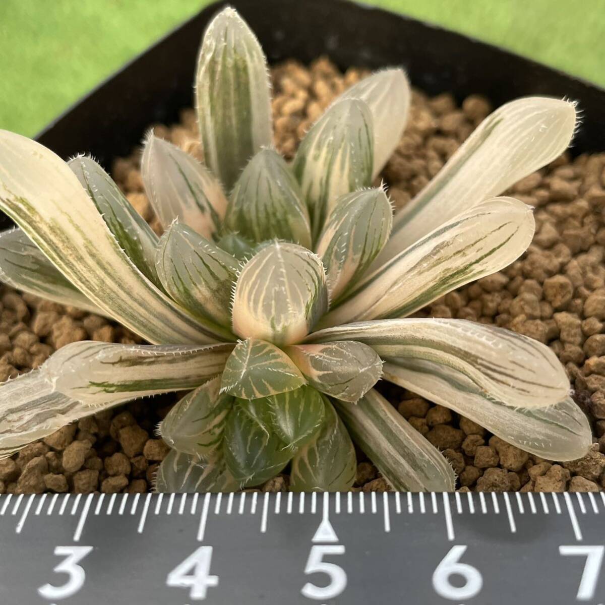 ≧∇≦)多肉植物 ハオルチア オブツーサ錦 別系 極上斑|観葉植物 ≧∇≦)多肉植物 ハオルチア オブツーサ錦 別系 極上斑|観葉植物