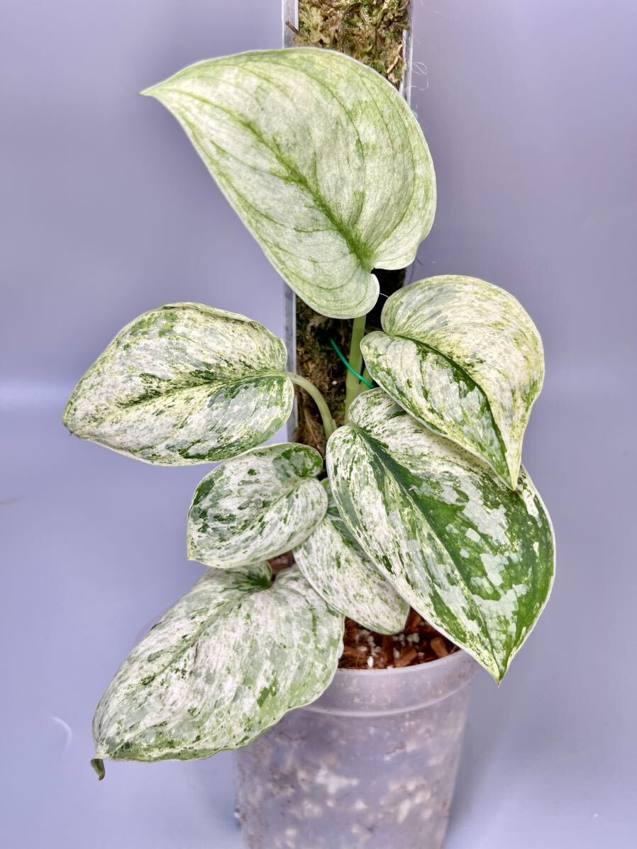Yahoo!オークション - 「25」Scindapsus Peasun Marble Yahoo!オークション - 「25」Scindapsus Peasun Marble