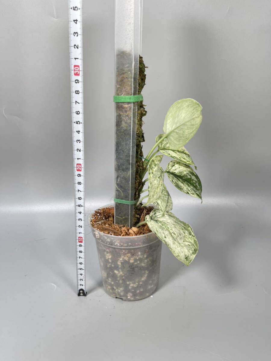 Yahoo!オークション - 「25」Scindapsus Peasun Marble Yahoo!オークション - 「25」Scindapsus Peasun Marble