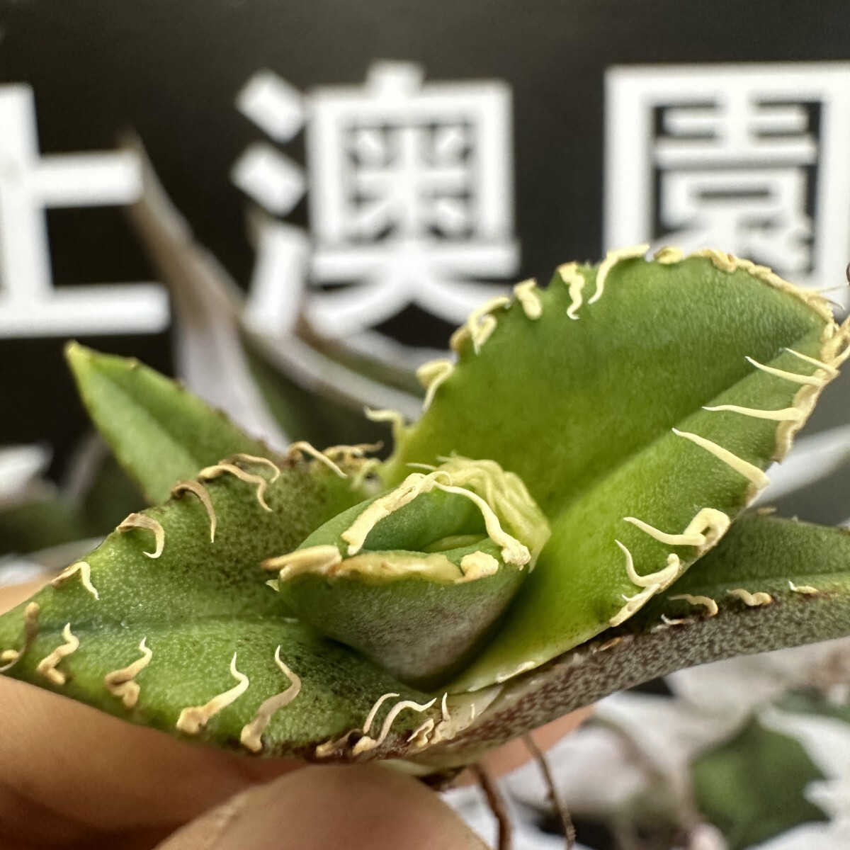 Yahoo!オークション - 109【上澳園芸】 アガベ チタノタ shangao Yahoo!オークション - 109【上澳園芸】 アガベ チタノタ shangao