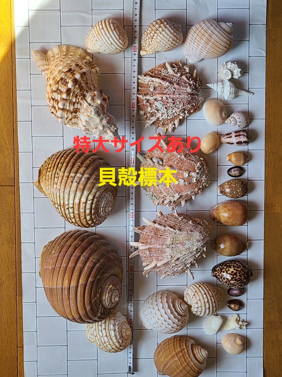 レア 五島列島 特大 貝殻 貝 標本 コレクション タカラガイ レア 五島列島 特大 貝殻 貝 標本 コレクション タカラガイ