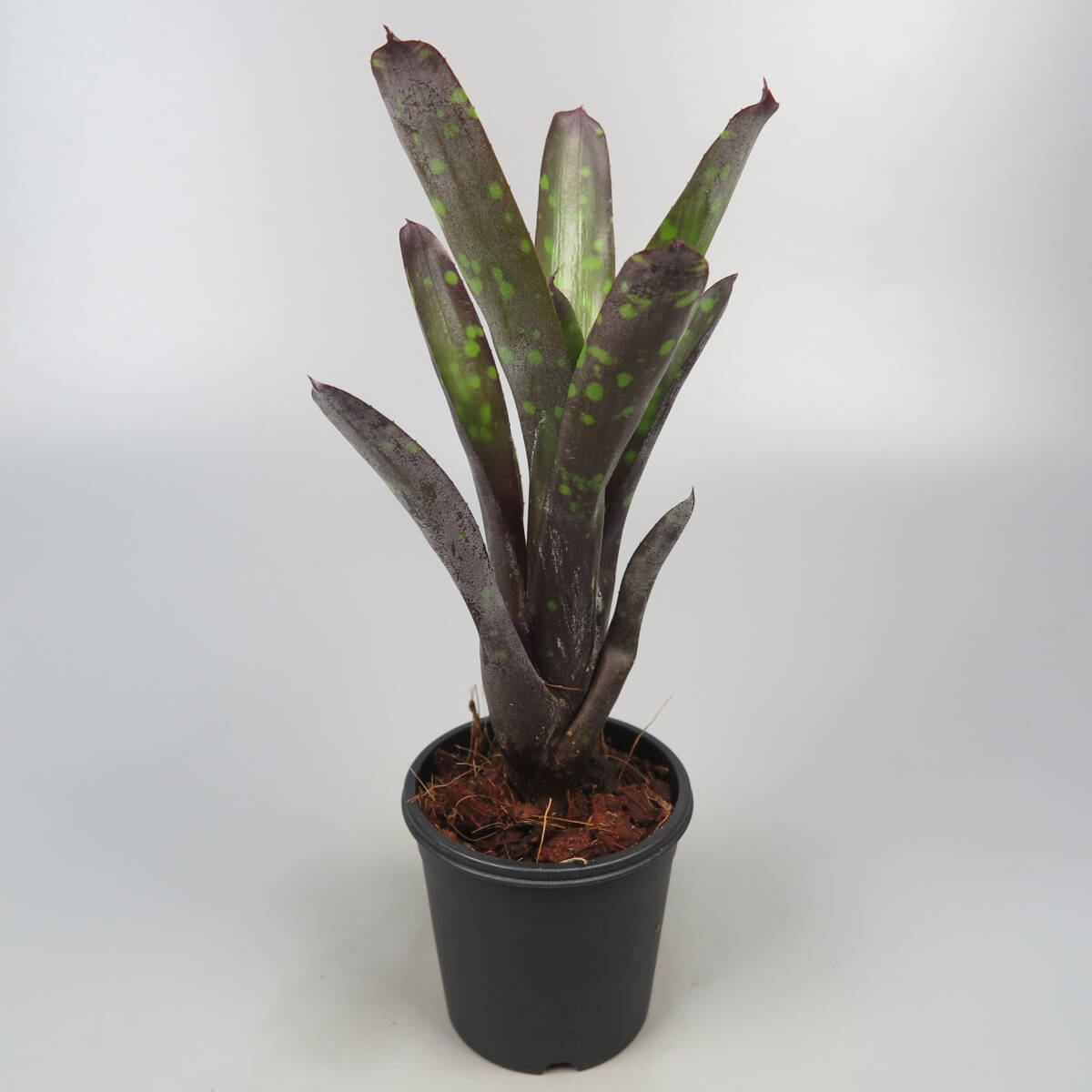 Yahoo!オークション - SALE 29. ネオレゲリア Neoregelia Yahoo!オークション - SALE 29. ネオレゲリア Neoregelia