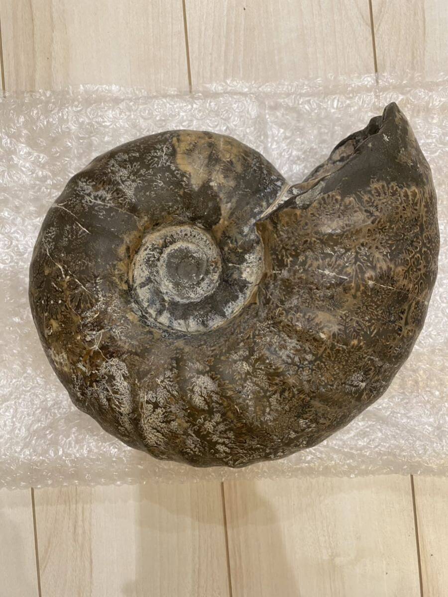 北海道三笠産 アンモナイト 28センチ ユーパキディスカス|Yahoo 北海道三笠産 アンモナイト 28センチ ユーパキディスカス|Yahoo