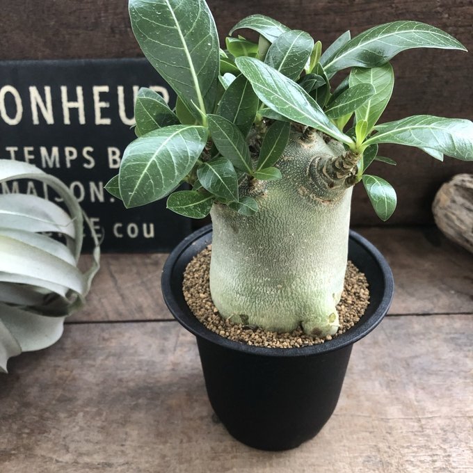 アデニウム アラビカム 塊根植物 蛸足 観葉植物