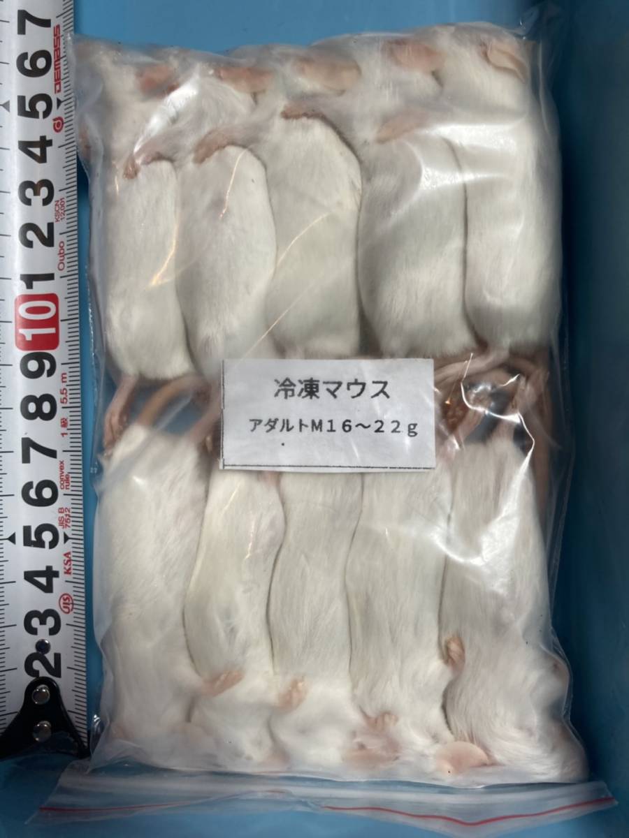  freezing mouse adult M 16~22g(100 pcs ).