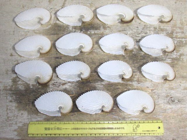 Yahoo!オークション - 貝殻 タコブネ アオイガイ 約8~10cm 15点 Yahoo!オークション - 貝殻 タコブネ アオイガイ 約8~10cm 15点