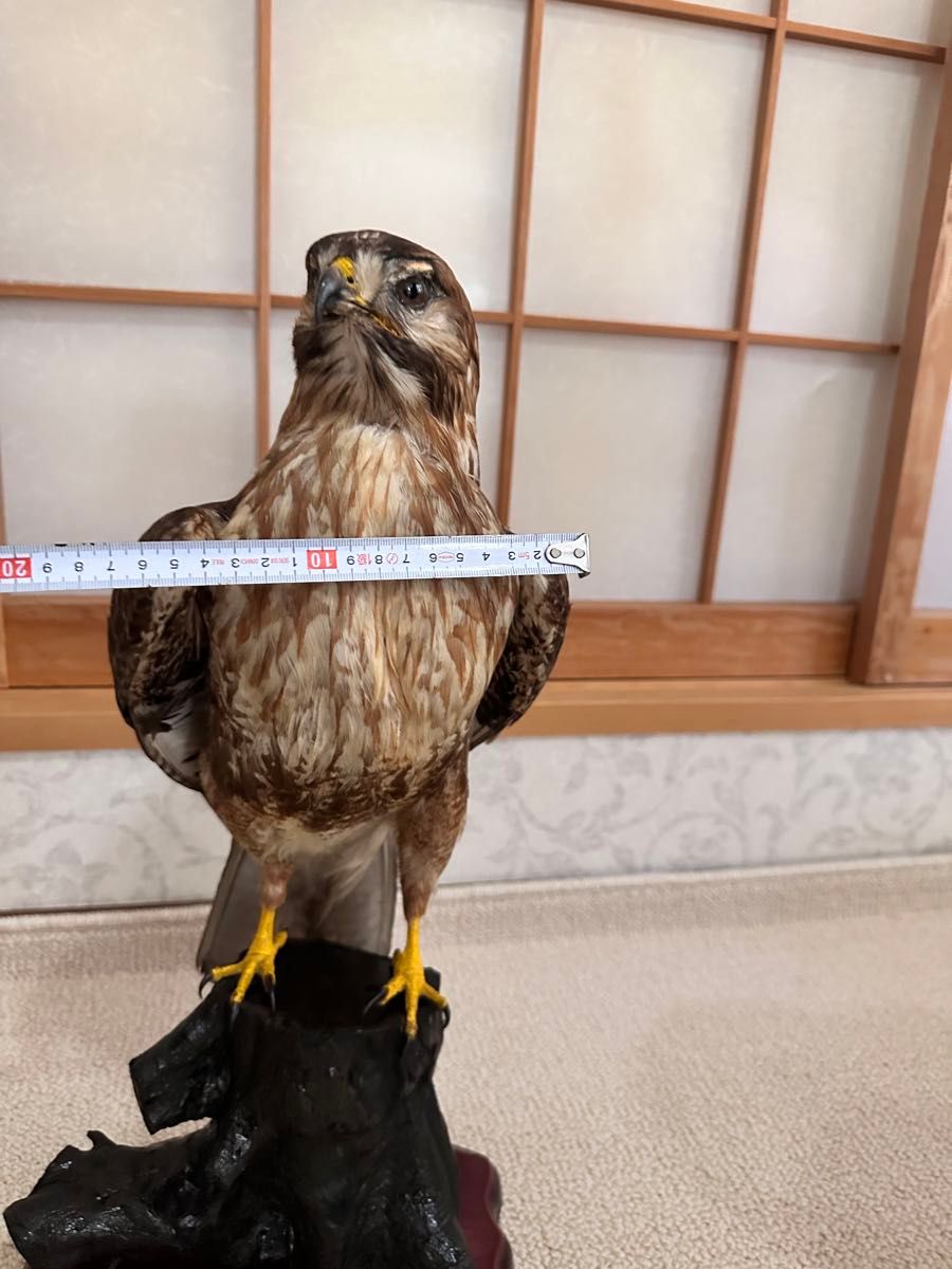 鷹 剥製 本物 - 置物、オブジェ 鷹 剥製 本物 - 置物、オブジェ