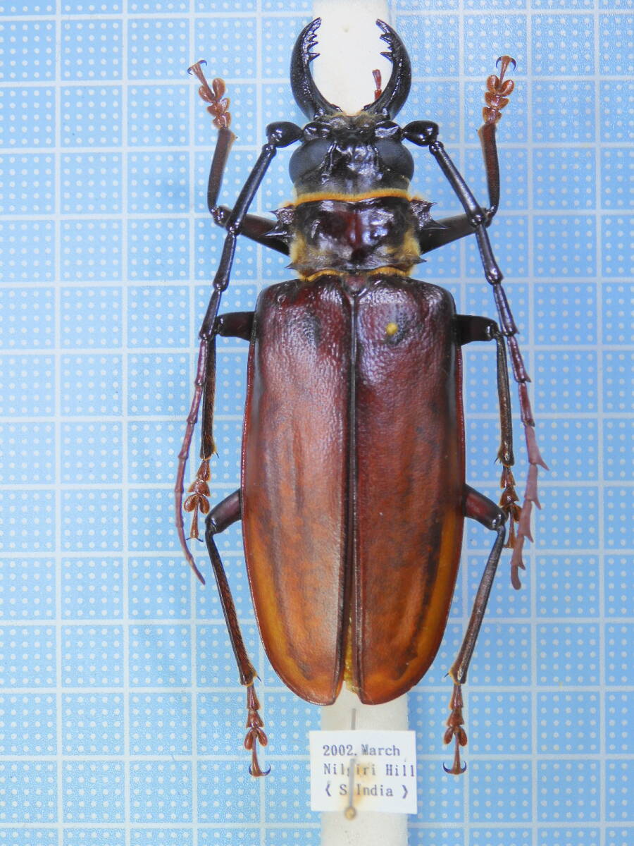 ☆インド産　マドラスオオキバウスバカミキリ　86mm