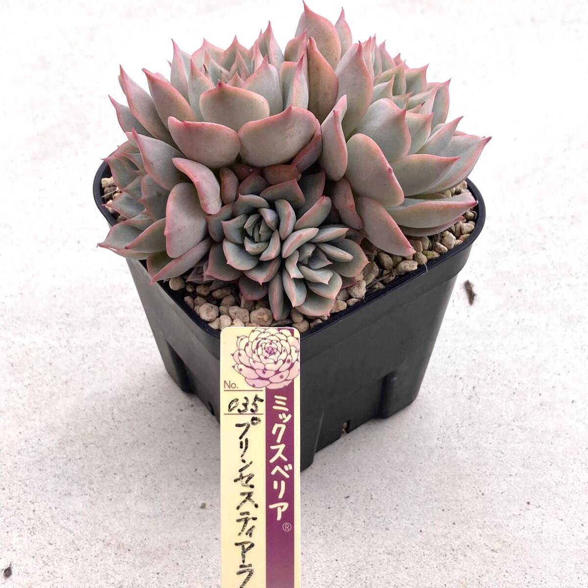極上苗】ミックスベリア プリンセスティアラ④多肉植物 お 極上苗】ミックスベリア プリンセスティアラ④多肉植物 お