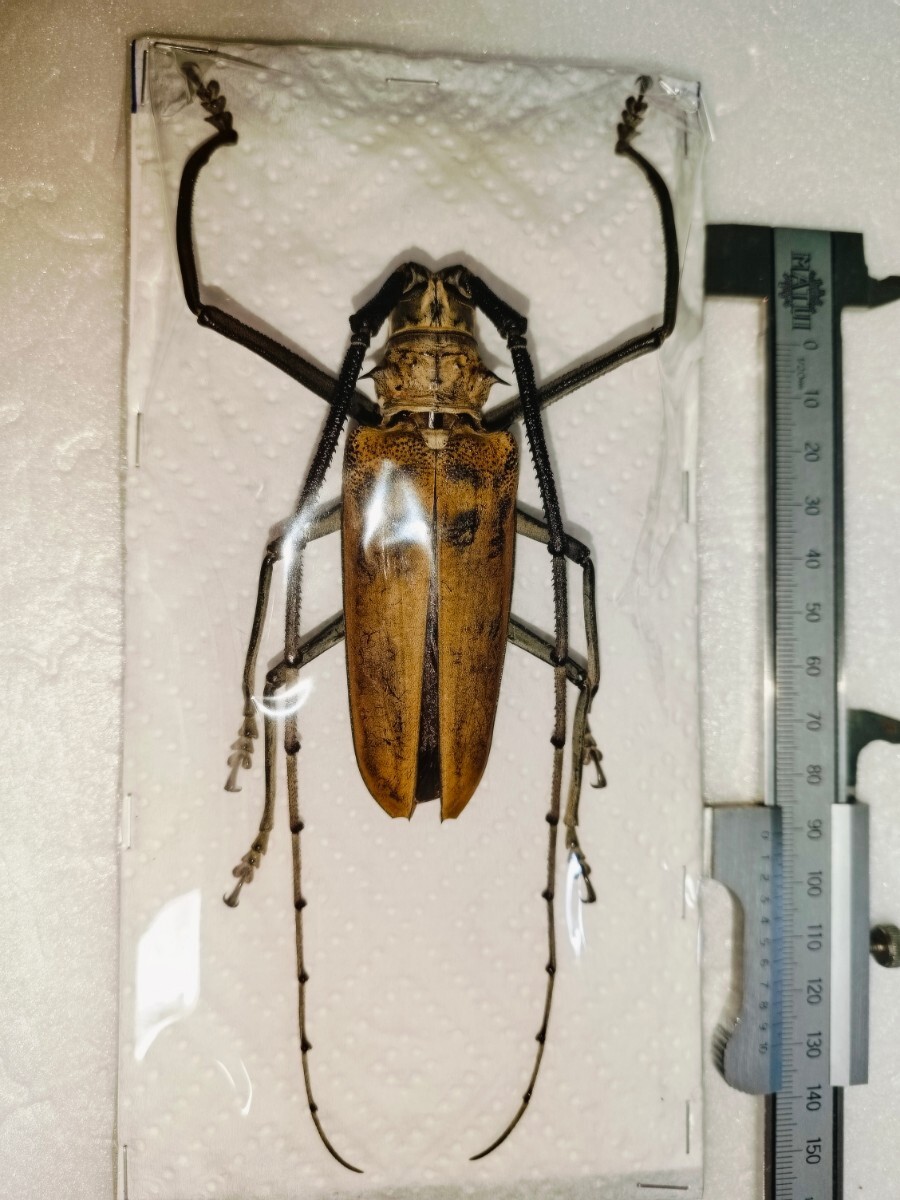 ヘラクレスシロスジカミキリ◆標本◆90.5mm◆ブトン島buton◆インドネシア