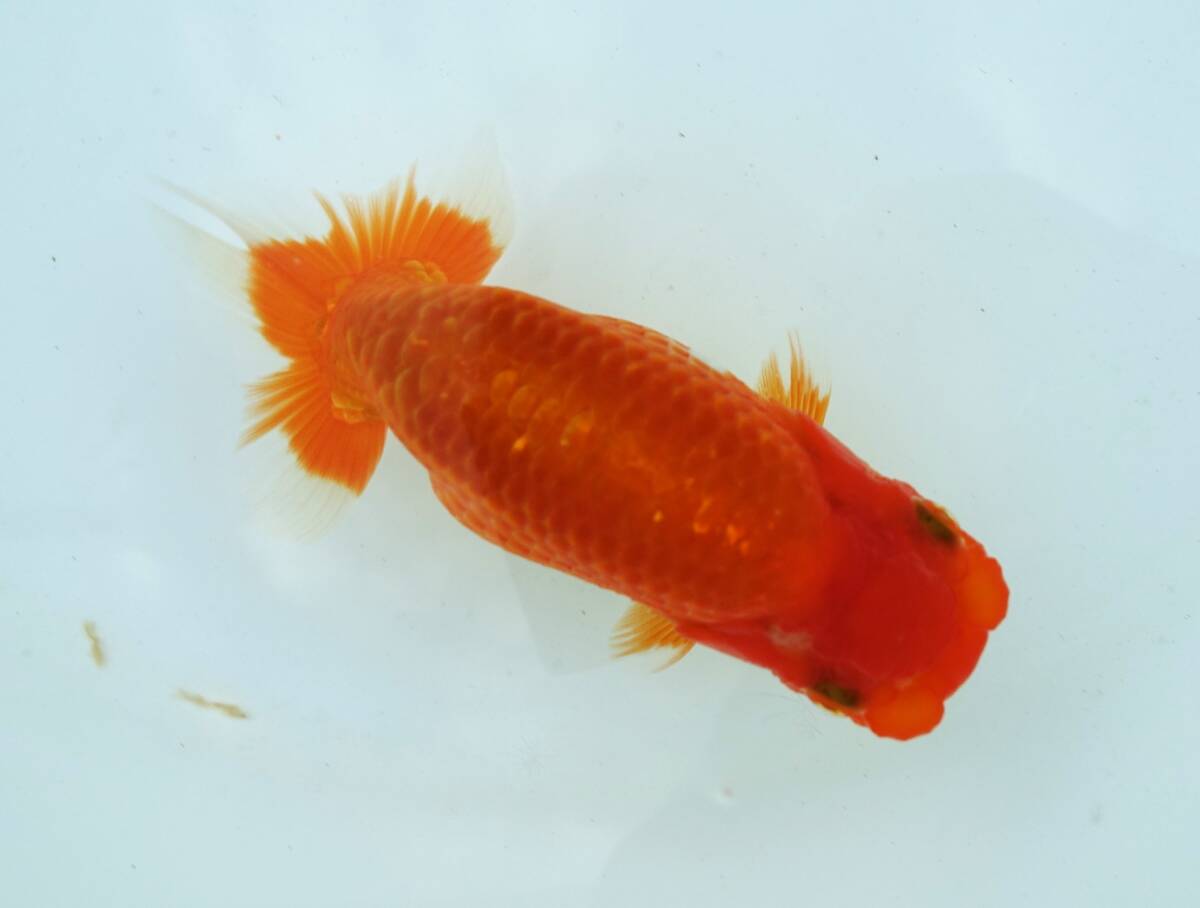 【【 F R F 】】　★優良系統★　自家産　当歳魚　約11㎝　②