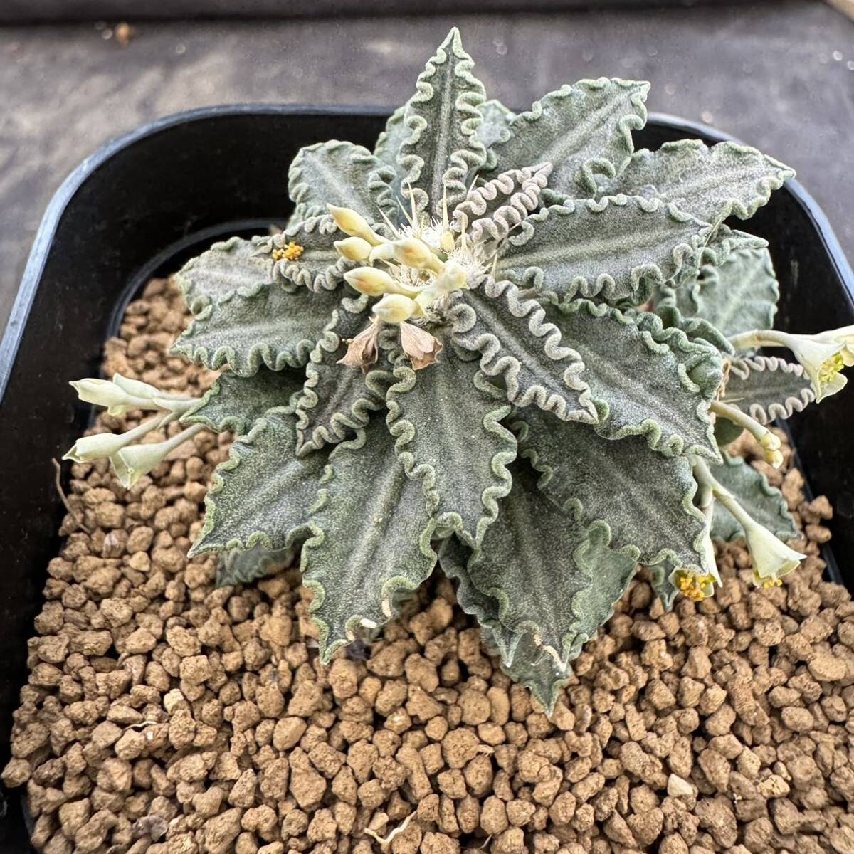 ★サボテン・多肉植物★815★ユーフォルビア トゥレアレンシス Euphorbia tulearensis★