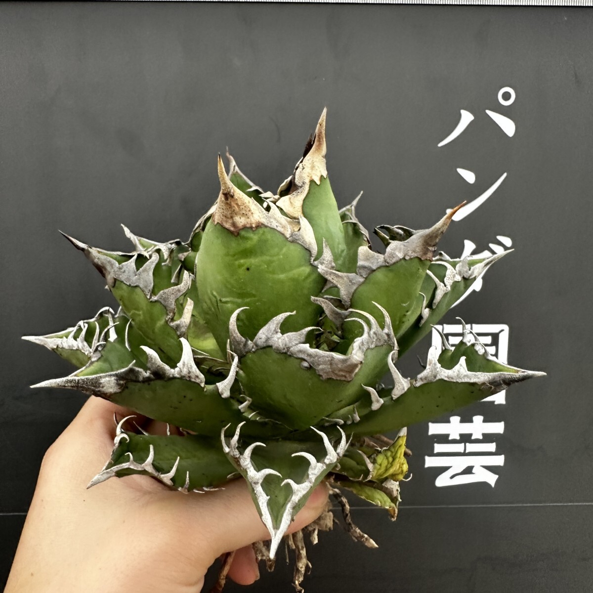 C78【パンダ園芸】 特選 アガベ 多肉植物 チタノタ レッドキャットウィーズル ゴリ猫 ' Red catweezle '強棘 極上大株 