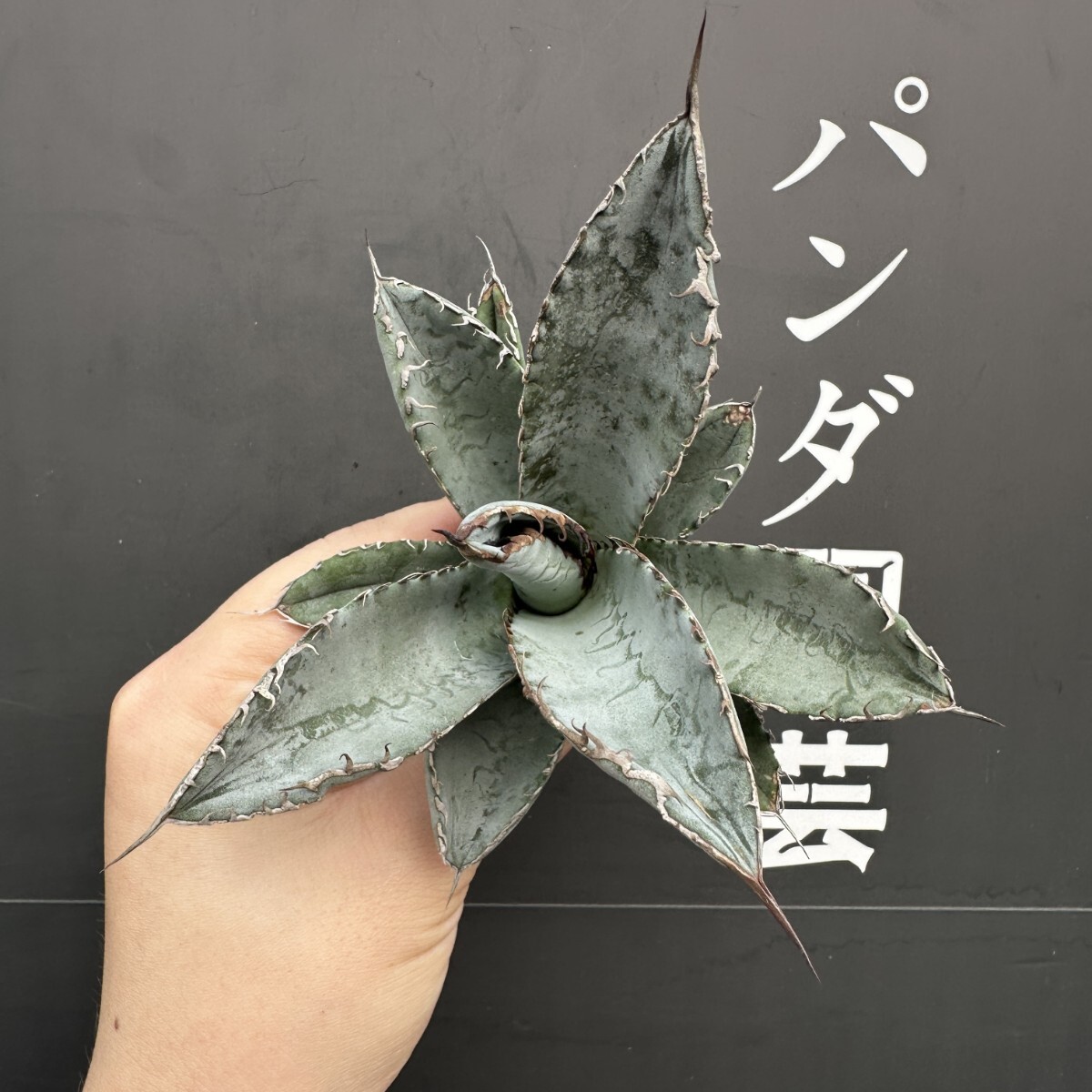 アガベ チタノタ ライオンズメイン ⑧ agave titanota lionsmane アガベ チタノタ ライオンズメイン ⑧ agave titanota lionsmane