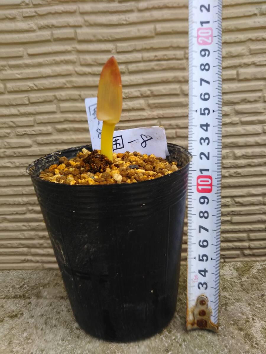 山野草　ヒガンバナ　リコリス球根　自然交配球　花未確認球　８０サイズ　国ー８　【検索　山野草斑入り）