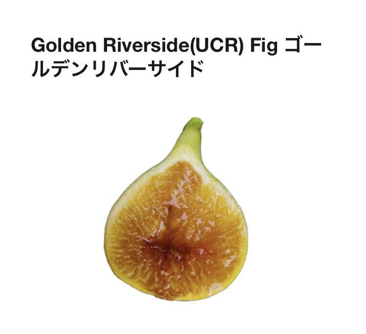 Golden Riverside イチジク 実付き苗木 ゴールデンリバーサイド イチジク苗木 Golden Riverside(UCR) Fig ゴールデンリバーサイド