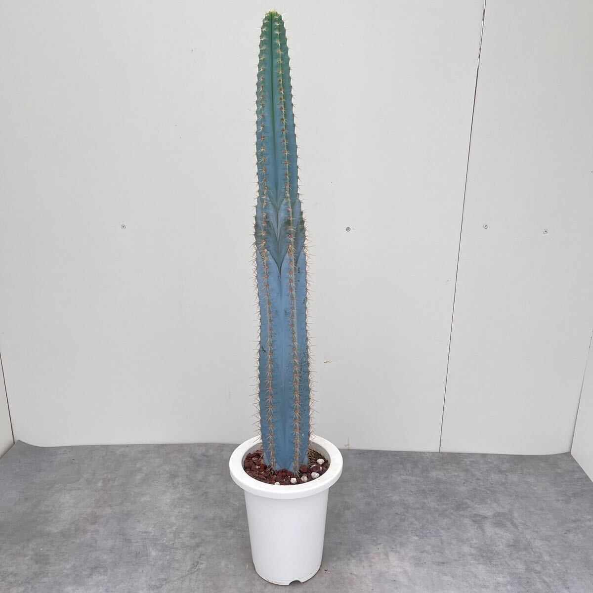 Yahoo!オークション - 柱サボテン アズレウス 6号 多肉植物 Yahoo!オークション - 柱サボテン アズレウス 6号 多肉植物