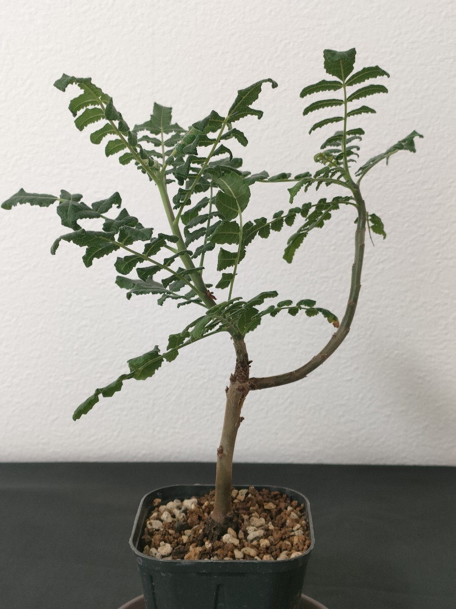 ボスウェリア　サクラ　多分岐 ボスウェリア サクラ 多分岐