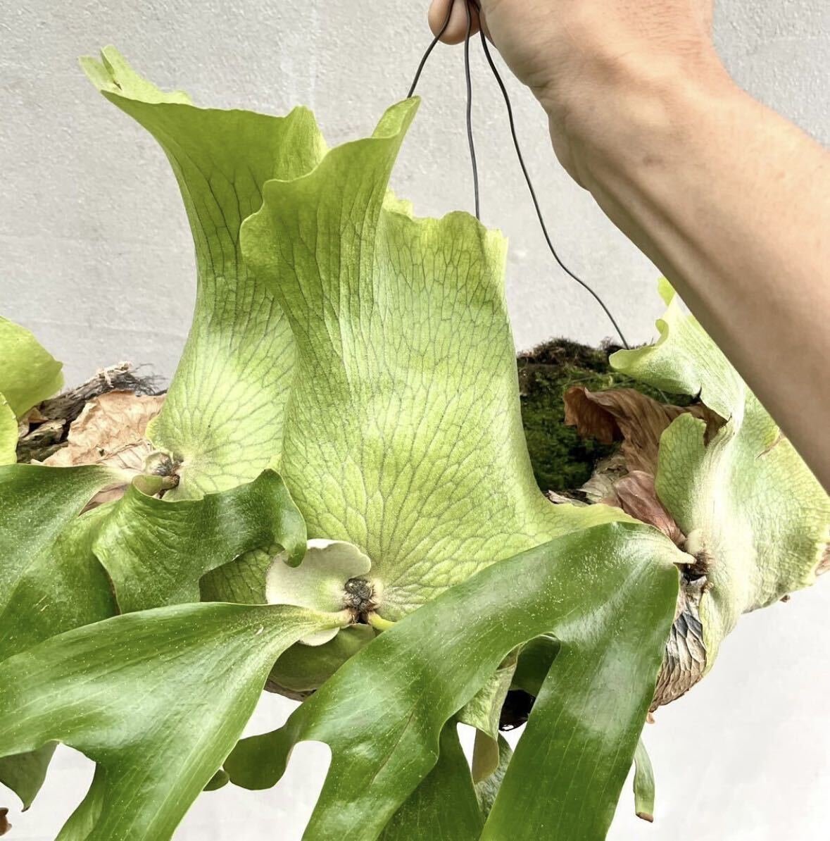 Yahoo!オークション - P. quadridichotomum wild クアドリディコ Yahoo!オークション - P. quadridichotomum wild クアドリディコ