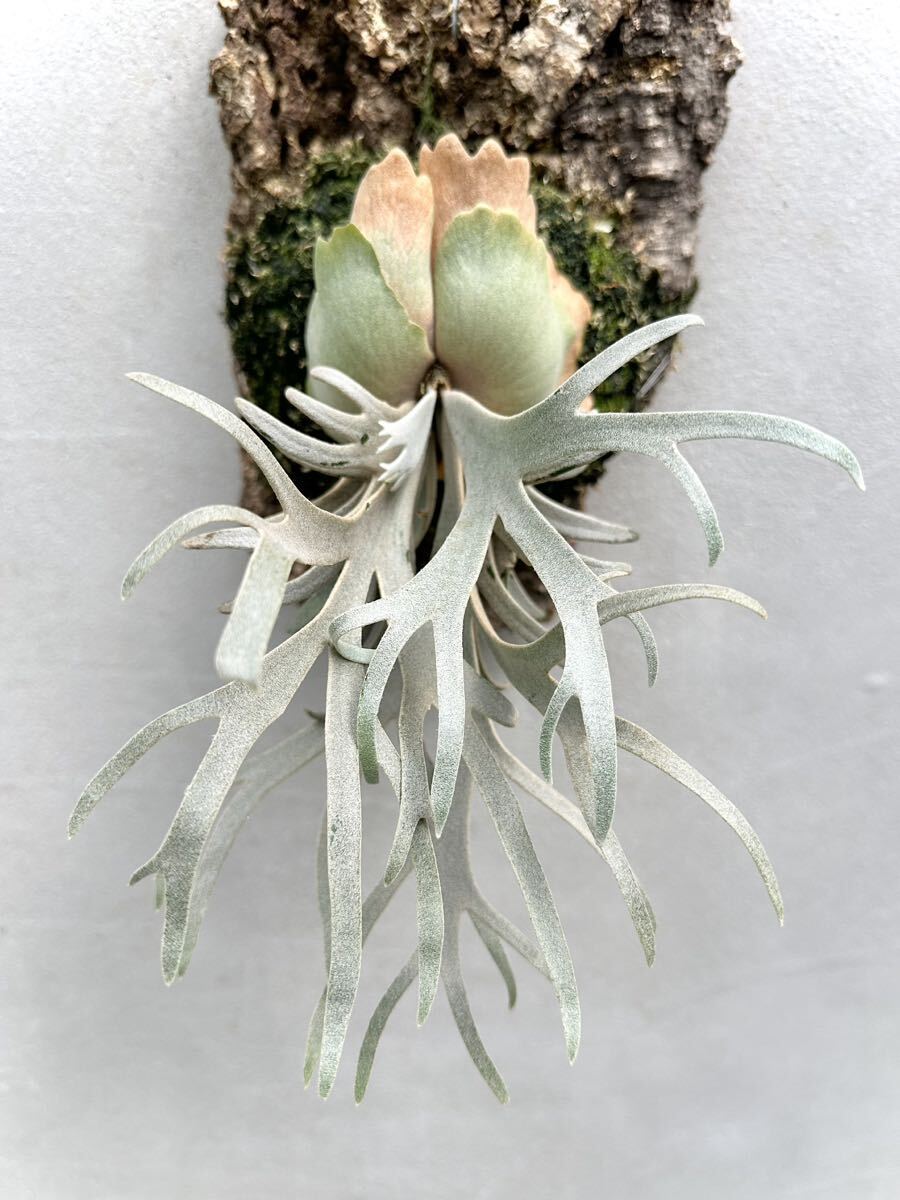 Yahoo!オークション - P. willinckii 'Yellow Moon' dwarf spore Yahoo!オークション - P. willinckii 'Yellow Moon' dwarf spore