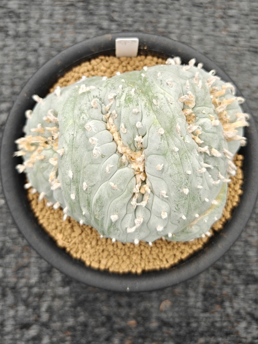 サボテン 多肉植物 （8#） 銀冠玉綴化 カキコ自根
