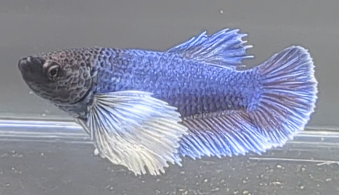 ほっぺちゃんFARM ベタ Betta V-4 ゼニスブルー ウルトラダンボ ほっぺちゃんFARM ベタ Betta V-4 ゼニスブルー ウルトラダンボ