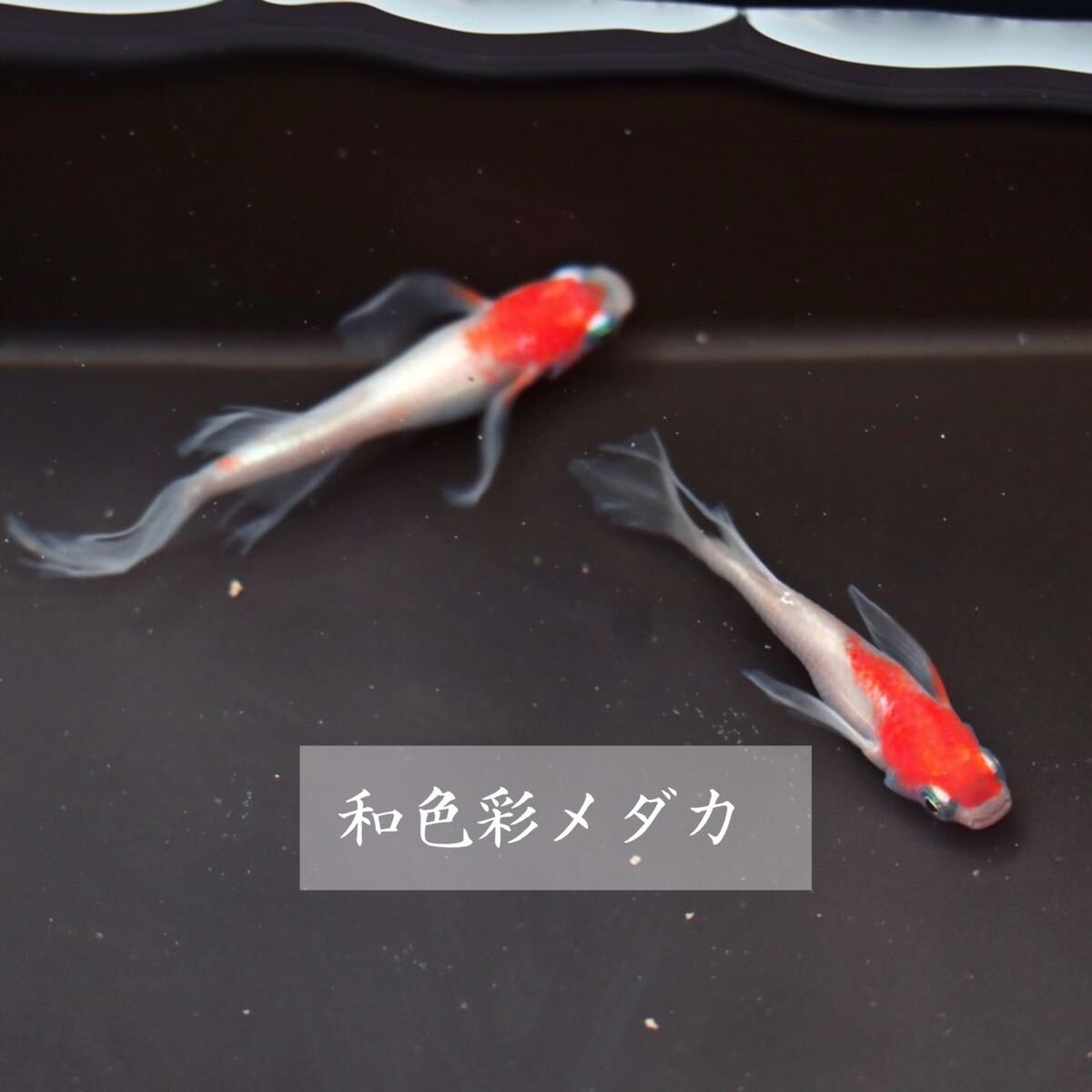 日本代購代標第一品牌【樂淘letao】-和色彩メダカ【振袖紅白の有精卵12個保証分プラスあり】 (検索用: ヒレ長鰭長雲州