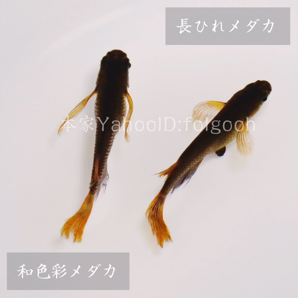 日本代購代標第一品牌【樂淘letao】-和色彩メダカ【サタンヒレ長の有精卵12個保証分プラスあり】 (検索用: ヒレ長鰭長オロチサタン墨柄