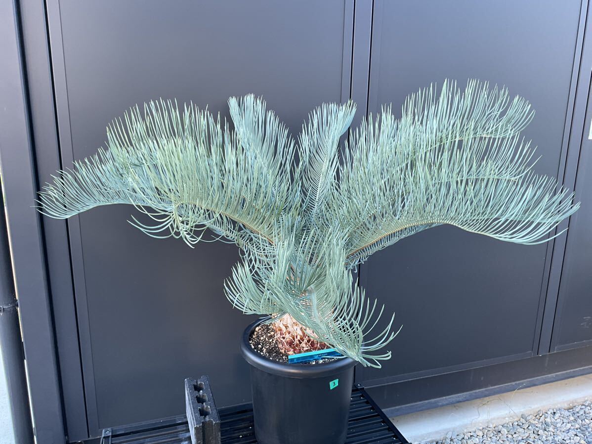 Yahoo!オークション - サイカス・カイルンシアナ Cycas Yahoo!オークション - サイカス・カイルンシアナ Cycas